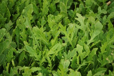 Arugula sık sık bahçe yatağında yetişir taze yeşil yapraklar hasat için hazır ve sağlıklı yemeklerde kullanılır..
