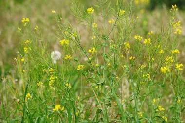 Çayırda yetişen küçük, narin çiçekler. Renkli yapraklar resmedilmeye değer bir doğal alan yaratıyor..