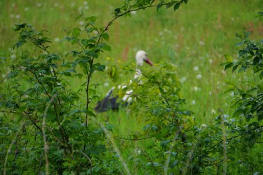 Beyaz bir leylek, sık çalıların arkasına gizlenmiş bir çayırda, etrafını sessizce, yemyeşil ve kır çiçekleriyle çevrili yumuşak gölgelerle gözlüyor..