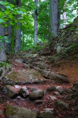 Ormanın içinden geçen taş bir patika, Ern Voda yakınlarındaki Kaltentejn Kalesi 'nin kalıntılarına çıkıyor. Yeşillik ve tarihin ortasında eski taşlar doğal bir yol oluşturur..