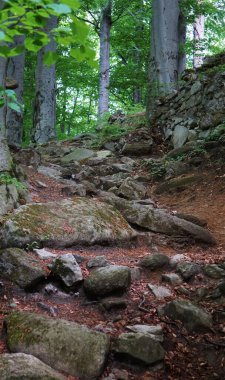 Ern Voda yakınlarındaki Kaltentejn Kalesi 'nin kalıntılarına giden kayalık bir yol. Eski taşlar ve orman çevresi resim gibi, tarihi bir iz oluşturuyor..