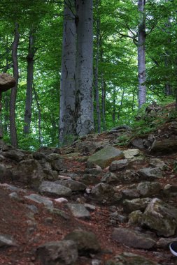 Kaltentejn Kalesi 'nin taş kalıntıları, Ern Voda yakınlarındaki orman zeminine saçıldı. Yosun kaplı kaya ve duvar parçaları eski bir kalenin anısını yansıtıyor..