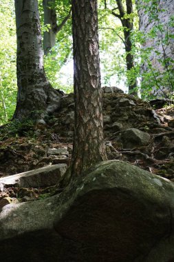 Kaltentejn Kalesi 'nin harabelerine giden sık bir ormanın içinden geçen dik bir taş yol ern Voda yakınlarında. Vahşi yeşillik ve tarihi taşlarla çevrili.