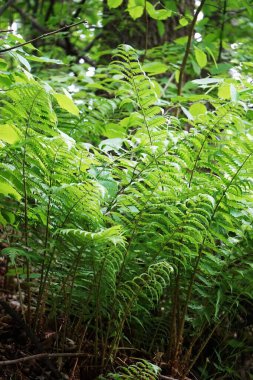 Ormandaki eğreltiotu yakından incelerken ağaçların gölgeleriyle çevrili ince ince ince yapraklar ve dokular doğal ve huzurlu bir atmosfer yaratıyor..