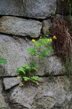 Kırlangıç otları kayaların üzerinde yetişir. Deri hastalıkları ve iltihap tedavisi için kullanılan geleneksel bir bitki..