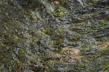 Çalkantılı akarsu taşların arasından akıyor. Suyun doğal gücü ve hareketi manzaranın vahşiliğini vurgular..