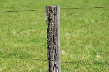 Otlak arka planda elektrikli çit, ineklerle otlağı emniyete almak. Basit bir yapı hayvanları belirlenen bölgede tutmaya yardımcı olur..