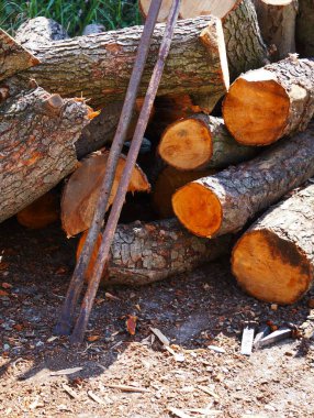 Odun ya da inşaat malzemesi olarak kullanılmak üzere güzelce yerleştirilmiş çam ağacını kesin. Görülebilir tahıl ve açık renk çam ağacının doğal güzelliğini vurgular..