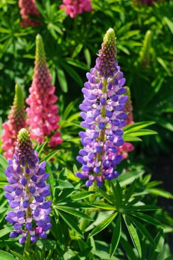 Bahçede mor ve pembe çiçek de dahil olmak üzere çeşitli renklerde güzel lupin çiçekleri. Canlı çiçekler yaz boyunca böcekleri çeker ve canlı doğal bir manzara yaratır..