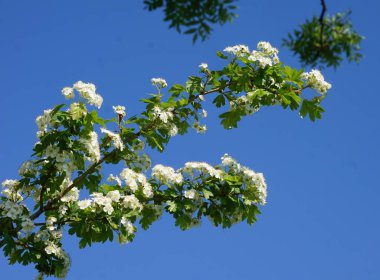 Meyve bahçesinde beyaz çiçek açan meyve ağaçları. Bahar zamanı meyve bahçesi sahnesi. Genç çiçekler ve yeşil yapraklarla..