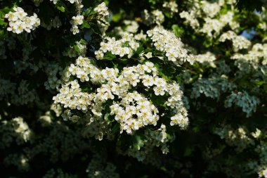 Meyve bahçesinde beyaz çiçek açan meyve ağaçları. Bahar zamanı meyve bahçesi sahnesi. Genç çiçekler ve yeşil yapraklarla..