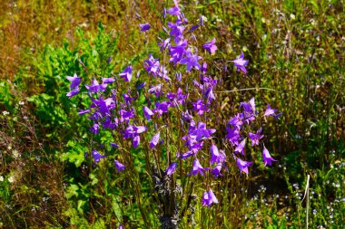 Campanula patula bir çayırda çiçek açıyor, canlı mor çiçekler, yaz doğal manzarası, hafif bir esinti, sakin ve huzurlu doğa manzarası..