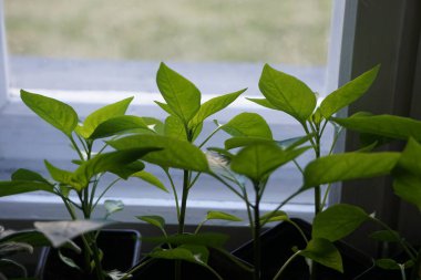 Young seedling in a pot, beginning of plant growth, home or garden cultivation, natural light, fresh leaves, careful plant care.