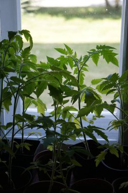 Tek tek plastik kaplarda yetişen küçük domates fidanları. Genç bitkiler taze yeşil yapraklar sergiliyor, nakle ya da daha fazla büyümeye hazır..