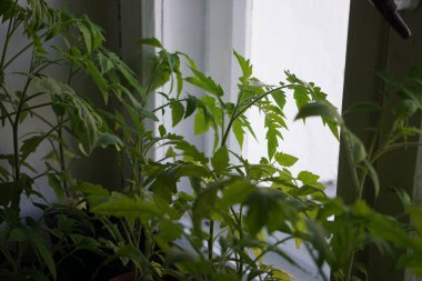 Tek tek plastik kaplarda yetişen küçük domates fidanları. Genç bitkiler taze yeşil yapraklar sergiliyor, nakle ya da daha fazla büyümeye hazır..