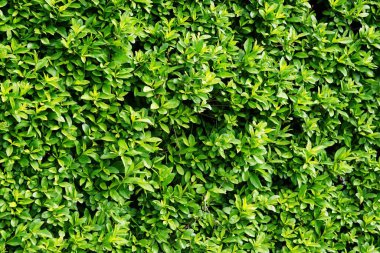 Close-up of a dense hedge, lush green leaves forming a compact, natural barrier. A perfect example of plant cover and an aesthetic garden element.