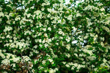 Meyve bahçesinde beyaz çiçek açan meyve ağaçları. Bahar zamanı meyve bahçesi sahnesi. Genç çiçekler ve yeşil yapraklarla..