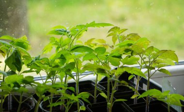 Young seedling in a pot, beginning of plant growth, home or garden cultivation, natural light, fresh leaves, careful plant care.
