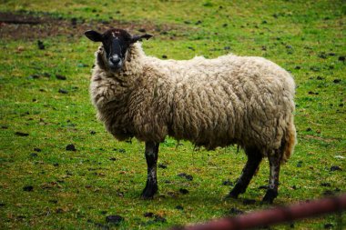 Yeşil otlaktaki koyunlar kırpılıyor, yumuşak yün topluyor, doğal tarım süreci, huzurlu kırsal alan, huzurlu kırsal alan.