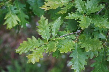 Yakından görünen yaprakları olan meşe ağacı. Yaprak detayları ağacın yapısını ve doğal güzelliğini vurgular..