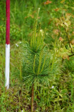 Çiçek açan yabani bitkiler - yapraklı yeşillik ve çeşitli bitkiler sakin bir alan yaratarak, doğanın çeşitliliğini ve ekosistemlerin zenginliğini ön plana çıkarıyor..