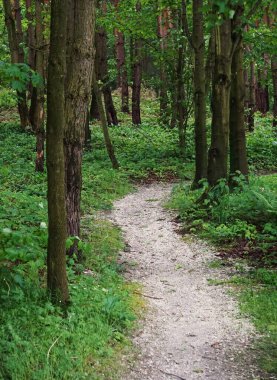 Uzun çam ağaçlarıyla çevrili bir ormanda bisiklet yolu. Sakin bir çevre ve doğal yeşillik ağaçlar arasında hoş bir yol yaratır..