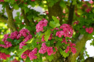 Beautiful exotic flowers close-up, vibrant colors, tropical nature, detailed view of buds and petals, spring landscape, natural light, colorful tropical garden.