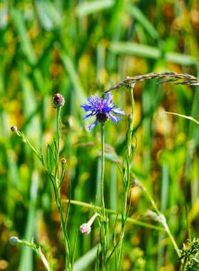 Güneşli bir çayırda çiçek açan çiçekler, koyu mavi renkler, yaz doğal manzarası, hafif bir esinti, sakin ve huzurlu doğa manzarası..
