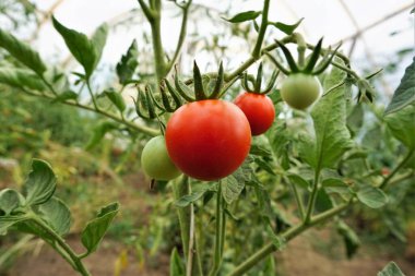 In the foreground, a large, ripe, juicy tomato, red and healthy, with other tomatoes growing in a greenhouse in the background. Natural cultivation, fresh vegetables ready to harvest, organic farming, summer in the greenhouse, edible plant.