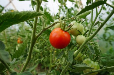 Large, juicy, ripe tomato growing in an organic greenhouse. Red, healthy fruit surrounded by green leaves and other tomato plants. Natural cultivation, fresh vegetable ready to harvest, summer in the greenhouse, healthy, thriving plant.