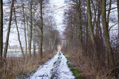 Çiçek açan yabani bitkiler - yapraklı yeşillik ve çeşitli bitkiler sakin bir alan yaratarak, doğanın çeşitliliğini ve ekosistemlerin zenginliğini ön plana çıkarıyor..