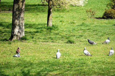 Trees in a park, peaceful green urban space, natural scenery, walk, city nature, tree-lined paths, relaxation, city park, nature, fresh air.