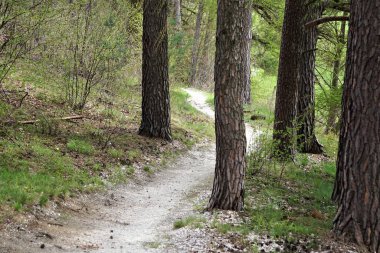 Uzun ağaçlar ve zengin yeşilliklerle çevrili sık bir ormanda dolanan işaretli bir MTB patikası. Yol açıkça görülebilir ve dağ bisikletçiliği için hazırlanmış, yakındaki bir ağaçta iz işareti var..