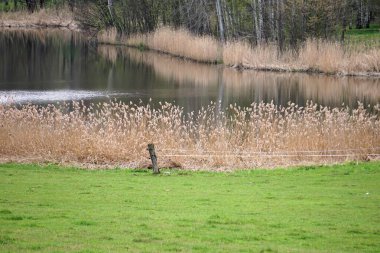Çek Cumhuriyeti 'ndeki Jesenky Dağları' nın panoramik manzarası. Yuvarlanan tepeler, çimenli çayırlar ve berrak bir gökyüzü altında yapraklı ve kozalaklı ağaçlar..