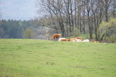 Çek Cumhuriyeti 'ndeki Jesenky Dağları' nın panoramik manzarası. Yuvarlanan tepeler, çimenli çayırlar ve berrak bir gökyüzü altında yapraklı ve kozalaklı ağaçlar..