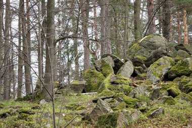 Yoğun yosunlarla kaplı engebeli kayalar gür ağaçlarla çevrili. Doğal ve vahşi bir orman manzarası yaratıyorlar..
