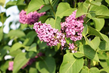 Colorful flowers heralding the coming summer. Their vibrant petals symbolize joy, warmth, and the beauty of the summer season in nature.