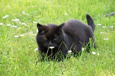 Evcil bir evcil hayvan, neşe ve enerji dolu, her gün sahibine doğasını ve bağını gösteriyor..
