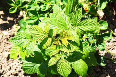 Yeşil yapraklı genç bir ahududu çalısı, doğal ortamında tek başına büyüyor..