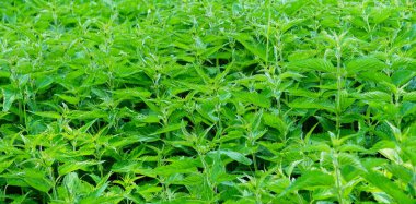 Vahşi doğada yetişen yoğun ısırgan otları. Karakteristik yeşil yaprakları olan doğal bir bitki..