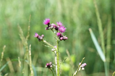 Dikenli yapraklar ve mor çiçeklerle çiçek açan bir devedikeni yakından çek. Bitkinin doğal ortamındaki detaylı görüntüsü.