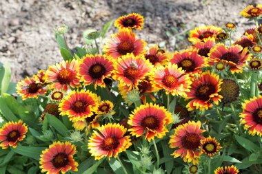 Canlı sarı çiçeklerle çiçek açan Gaillardia. Parlak, dekoratif çiçekler ve yemyeşil yapraklar çarpıcı bir bahçe ya da çiçekli bir kompozisyon yaratır..