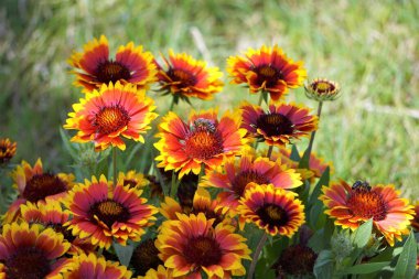 Canlı sarı çiçeklerle çiçek açan Gaillardia. Parlak, dekoratif çiçekler ve yemyeşil yapraklar çarpıcı bir bahçe ya da çiçekli bir kompozisyon yaratır..