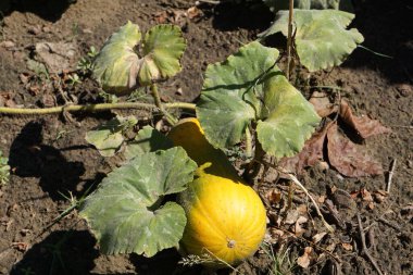 Yeşillik ve bitkilerle dolu bir bahçe doğal olarak büyümüş, bir bahçede bitki yaşamını ve yeşilliği gösteriyor..