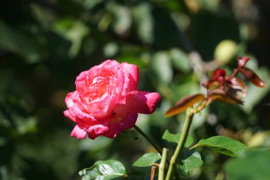 Zarif, pembe bir gül, tam çiçeklenme şefkat, sevgi ve zarafetin sembolü. Bahçede mükemmel ya da duygularını ifade etmek için..