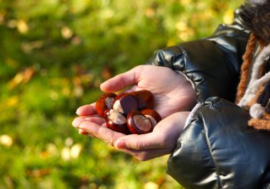 Womans hands holding chestnuts in short sleeves, beautiful autumn scenery, golden leaves, warm atmosphere, nature, seasonal fruits, fall in full display.