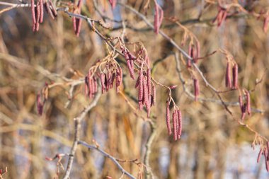 Çiçek açan yabani bitkiler - yapraklı yeşillik ve çeşitli bitkiler sakin bir alan yaratarak, doğanın çeşitliliğini ve ekosistemlerin zenginliğini ön plana çıkarıyor..