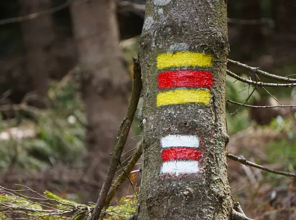 Ağaçta işaretli bir dağ yolu. Fotoğraf macera ruhunu ve doğayla bağlantısını aktarıyor..