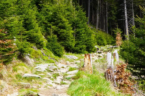 Çek Cumhuriyeti 'nin Jeseniky kentindeki dağlık arazide kayalık bir patika var. İzler doğal engebeli arazi ve kayalık zemin ile çevrili..