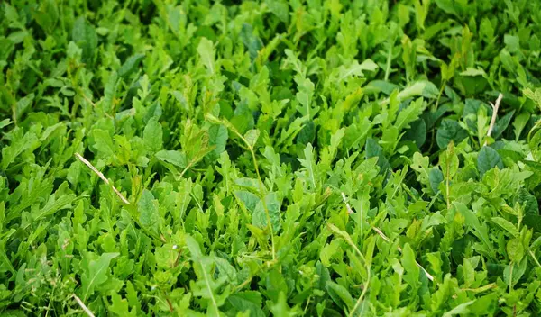 Arugula yoğun bir şekilde büyüyerek, salatalar ve sağlıklı Akdeniz yemekleri için mükemmel yemyeşil bir halı oluşturuyor..
